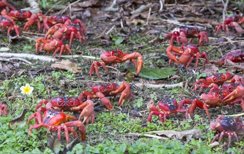 christmas island photo tour example 24